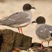 Swallow-tailed Gull